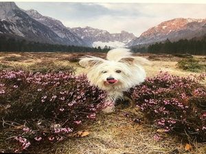 Obrazek wybrany przez użytkownika