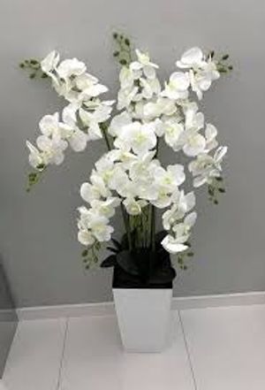 Image chosen by user