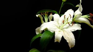 Image chosen by user