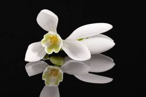 Image chosen by user