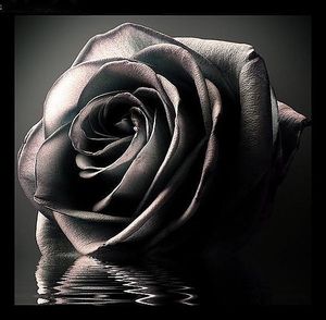 Image chosen by user