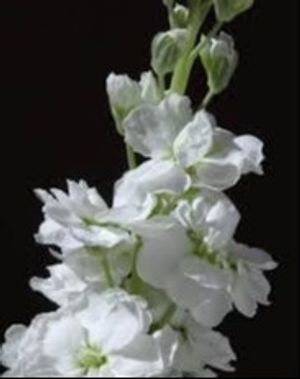 Image chosen by user