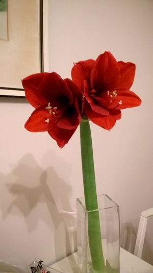 Image chosen by user