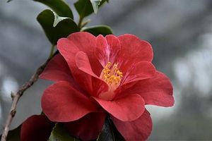 Image chosen by user