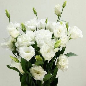 Image chosen by user
