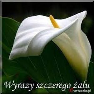 Obrazek wybrany przez użytkownika