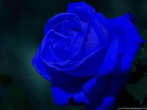 Image chosen by user