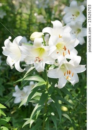 Image chosen by user