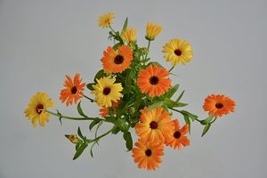 Image chosen by user