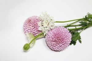 Image chosen by user