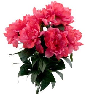 Image chosen by user