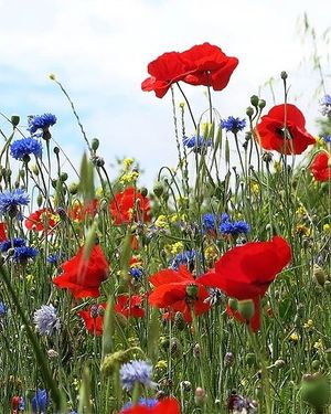 Image chosen by user