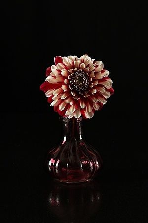 Image chosen by user