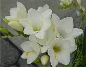Image chosen by user