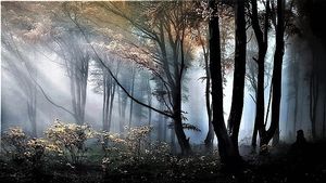 Image chosen by user