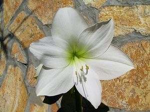 Image chosen by user