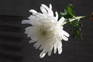 Image chosen by user