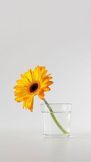 Image chosen by user