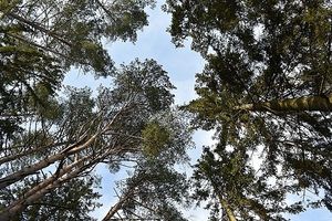 Obrazek wybrany przez użytkownika