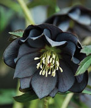 Image chosen by user