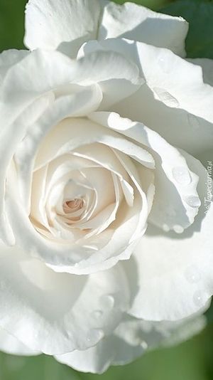 Image chosen by user