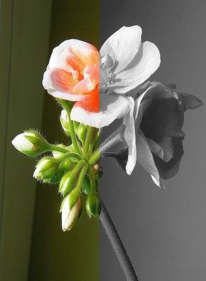 Image chosen by user