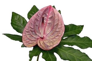 Image chosen by user