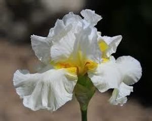 Image chosen by user