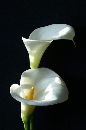 Image chosen by user
