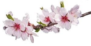 Image chosen by user