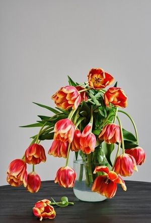 Image chosen by user