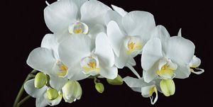 Image chosen by user