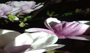 Image chosen by user