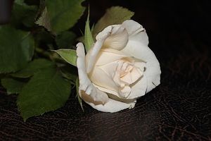 Image chosen by user