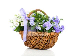Image chosen by user