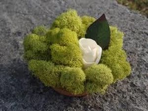 Image chosen by user