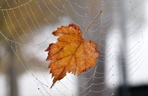 Image chosen by user