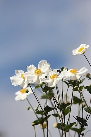 Image chosen by user