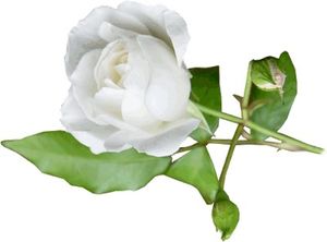 Image chosen by user