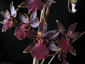 Image chosen by user