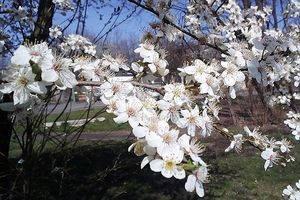 Obrazek wybrany przez użytkownika