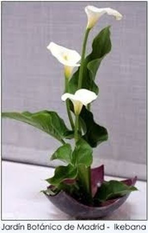 Image chosen by user