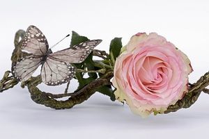 Image chosen by user