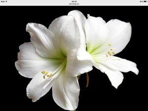 Image chosen by user