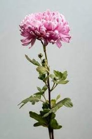 Image chosen by user