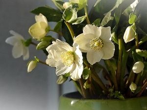 Image chosen by user