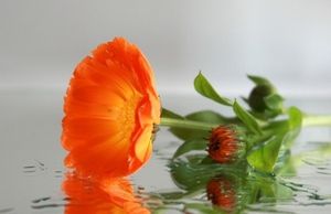 Image chosen by user