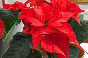 Image chosen by user