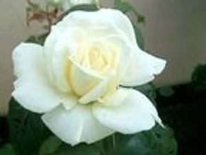 Image chosen by user