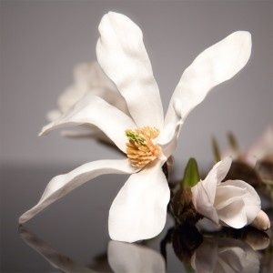 Image chosen by user